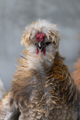Silkie is a breed of chicken named for its atypically fluffy plumage.also known as the Silky or Chinese silk chicken