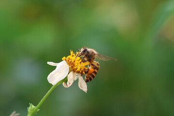 bee collecting pollen. Worker bees are searching for nectar in wild flowers makes the pollen of flowers stick to the body. and helps in pollinating
