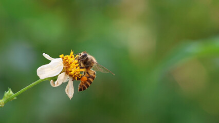 bee collecting pollen. Worker bees are searching for nectar in wild flowers makes the pollen of flowers stick to the body. and helps in pollinating
