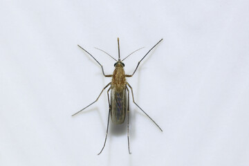 Aedes or tiger mosquito. They are carriers of parasites that cause many serious epidemics include dengue fever, yellow fever, Elephantiasis, Zika fever , chikungunya disease