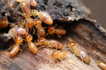 Termites are small insects that live in underground nests and termite mounds. Termites can consume wooden structures of a house and other parts such as wooden floors, windows, doors, and furniture.