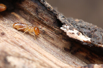 Termites are small insects that live in underground nests and termite mounds. Termites can consume wooden structures of a house and other parts such as wooden floors, windows, doors, and furniture.