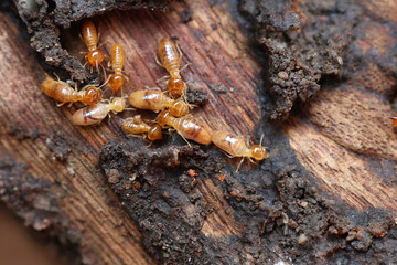 Termites are small insects that live in underground nests and termite mounds. Termites can consume wooden structures of a house and other parts such as wooden floors, windows, doors, and furniture.