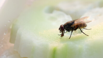 Fly or housefly looking for food. Flies are carriers of various diseases such as food poisoning, dysentery, cholera.