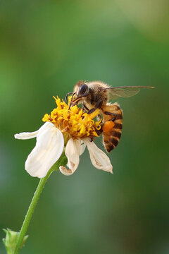 bee collecting pollen. Worker bees are searching for nectar in wild flowers makes the pollen of flowers stick to the body. and helps in pollinating