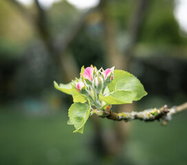 Tree blossom