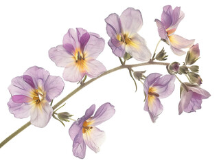 Obraz premium nemesia flower isolated on the white background