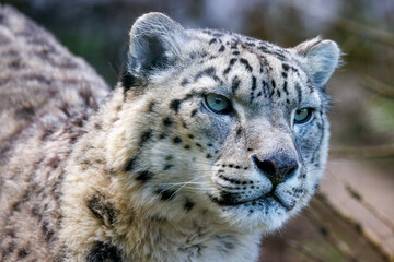 Fototapeta premium Adult show leopard, panthera uncia, side view portrait.