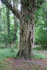 Eine Pflanze wuchert von zwei Richtungen um einen Baum herum im Stenshuvud Nationalpark in Kivik in Schweden.