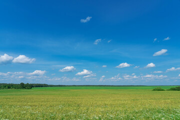 summer landscape, field with green grass and horizon, textured sunset sky, sun