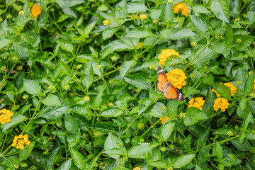 Beautiful Butterfly with orange, white and black color wings. amid colorful green leaves and yellow flower plant. Picture clicked near Chennai, Tamil Nadu, South India, India

