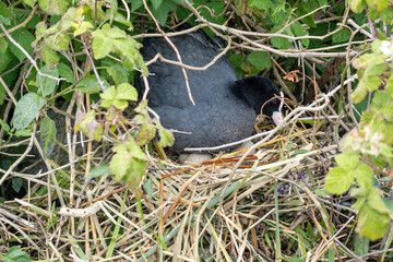brooding Eurasian coot (Fulica atra) in nest