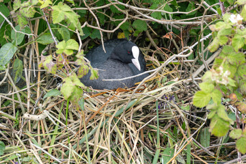 brooding Eurasian coot (Fulica atra) in nest