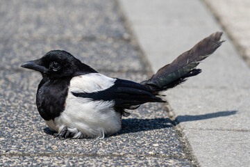 Eurasian magpie (Pica pica) injured in leg on platform