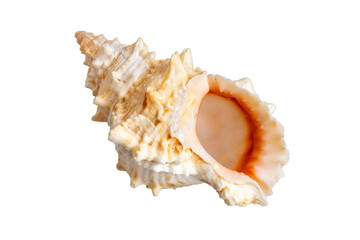 sea shell isolated on white