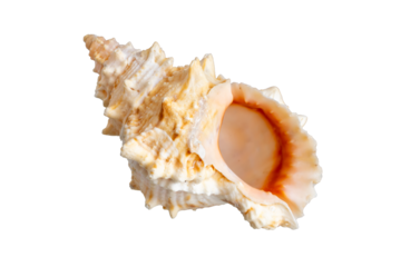 sea shell isolated on white