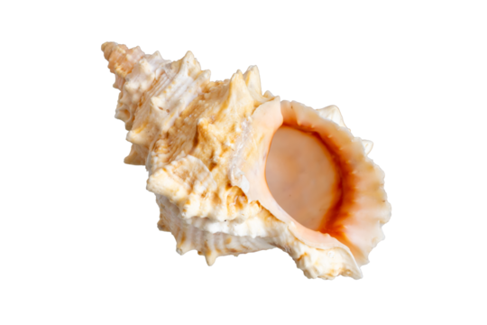 sea shell isolated on white