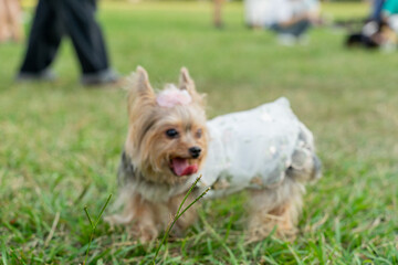 The cute Yorkshire Terrier wears special pet clothes and plays with its owner in the park