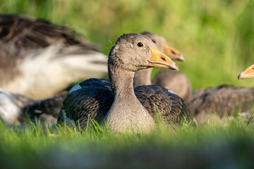 adult graylag goose (Anser anser) resting on a meadow