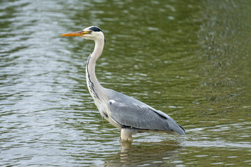 grey heron (Ardea cinerea) wades through the water on the shore of the Ijsselmeer in the Netherlands
