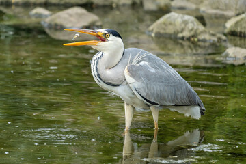 grey heron (Ardea cinerea) hunting for food on the shore of the Ijsselmeer in the Netherlands