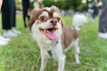 The Chihuahua is happily strolling through the grass, radiating joy and excitement. This tiny dog,...