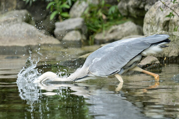 grey heron (Ardea cinerea) hunting for food on the shore of the Ijsselmeer in the Netherlands