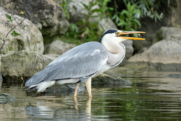 grey heron (Ardea cinerea) hunting for food on the shore of the Ijsselmeer in the Netherlands