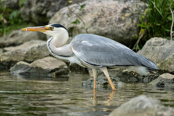 Obraz premium grey heron (Ardea cinerea) hunting for food on the shore of the Ijsselmeer in the Netherlands