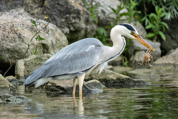 grey heron (Ardea cinerea) with captured crab on the shore of the Ijsselmeer in the Netherlands