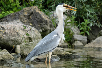 grey heron (Ardea cinerea) with captured crab on the shore of the Ijsselmeer in the Netherlands