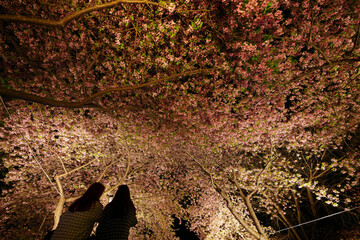 なばなの里 河津桜のライトアップ