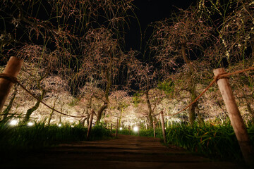 なばなの里 夜のしだれ梅