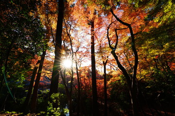 醐醍寺の紅葉