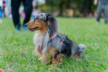 Cute dachshund enjoys happy weekend with owner