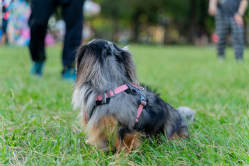 Cute dachshund enjoys happy weekend with owner