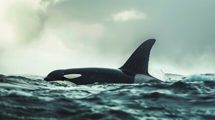 Naklejka premium A majestic orca whale surfaces in the choppy waters, its black and white body silhouetted against a stormy sky.