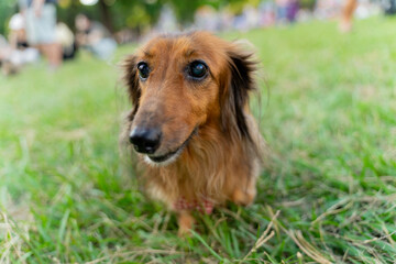 Cute dachshund enjoys happy weekend with owner