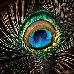 Obraz premium peacock feather close up