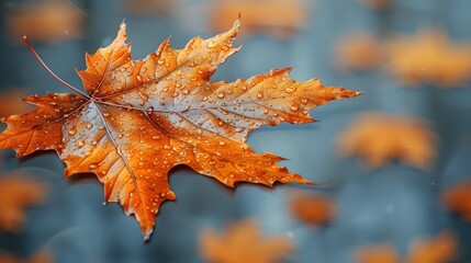 A lone maple leaf, glistening with dew, floats on the surface of the water