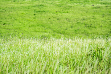 Grass flower background image, empty space, wallpape