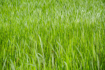 Grass flower background image, empty space, wallpape