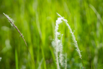 Grass flower background image, empty space, wallpape