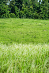 Obraz premium The hill has a natural sky meadow. beautiful background pictures