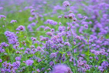 Blurred background, purple inflorescence of lavender buds, flower field