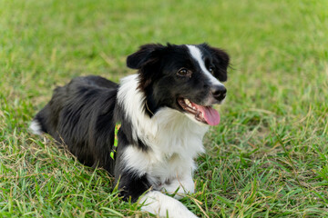 Obraz premium Playful border collie follows owner to the meadow for a pleasant weekend afternoon