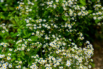 Vintage wild chamomile Daisies in the summer field Beautiful nature background wallpape