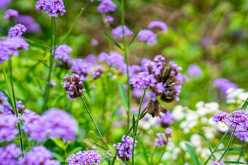 Obraz premium Blurred background, purple inflorescence of lavender buds, flower field