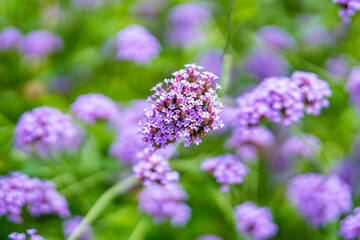 Blurred background, purple inflorescence of lavender buds, flower field