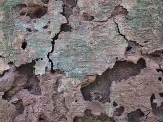 Fresh bark has a natural pattern.